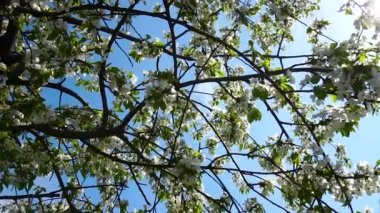 Mavi gökyüzüne karşı kiraz çiçekleri