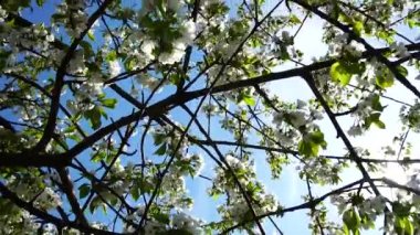 Mavi gökyüzüne karşı kiraz çiçekleri