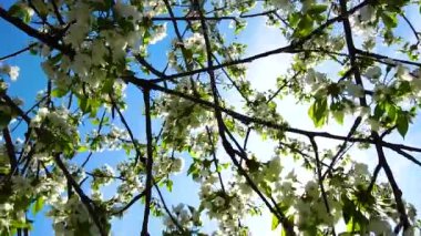 Mavi gökyüzüne karşı kiraz çiçekleri