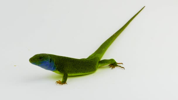 Green Lizard Green Isolated — Stock Video