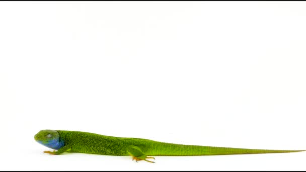 被隔绝的绿色蜥蜴绿色 — 图库视频影像