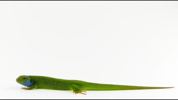 Lagarto Verde Aislado Verde — Vídeo de stock