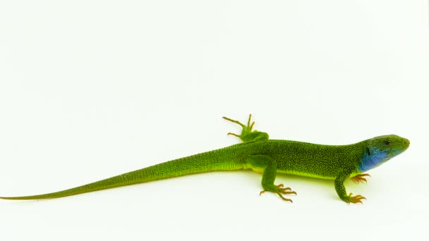 Green Lizard Green Isolated — Stock Video