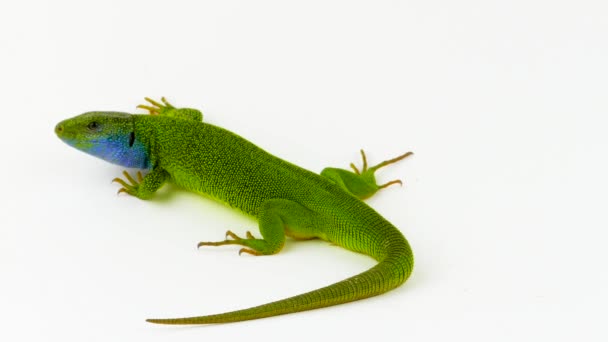 Lagarto Verde Aislado Verde — Vídeos de Stock