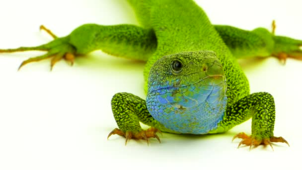 Green Lizard Green Isolated — Stock Video