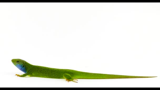 Zielony Zielony Jaszczurka Białym Tle — Wideo stockowe