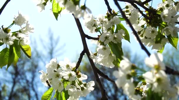 Fleurs Cerisier Contre Ciel Bleu — Video