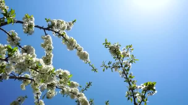 Flores Cerezo Contra Cielo Azul — Vídeo de stock
