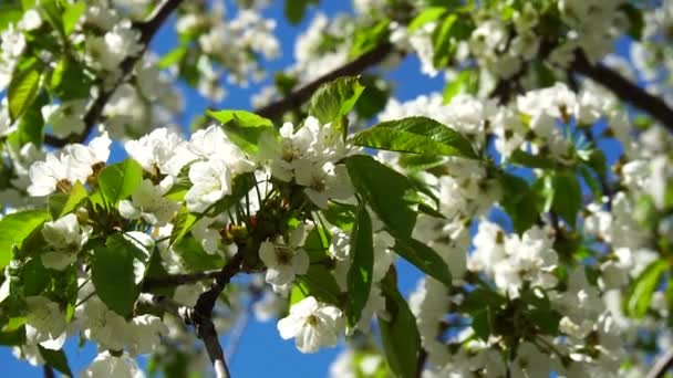 青空への桜 — ストック動画