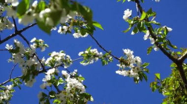 Mavi gökyüzüne karşı kiraz çiçekleri