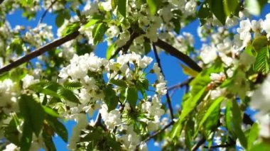 Mavi gökyüzüne karşı kiraz çiçekleri