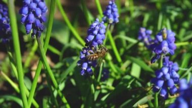 Arıların nektar ağır çekim video toplamak