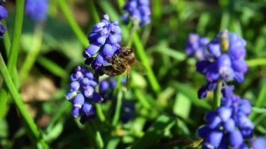 Arıların nektar ağır çekim video toplamak