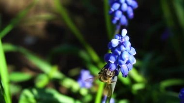 Arıların nektar ağır çekim video toplamak