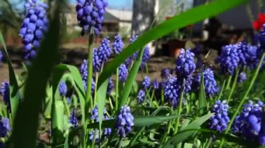 Arıların nektar ağır çekim video toplamak