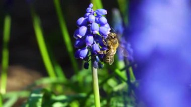 Arıların nektar ağır çekim video toplamak