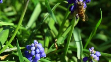 Arıların nektar ağır çekim video toplamak