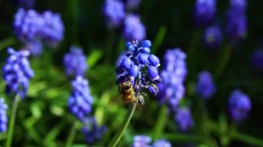 Arıların nektar ağır çekim video toplamak