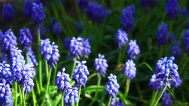 Arıların nektar ağır çekim video toplamak