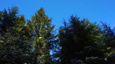 Çam ormanı çok güzel kış olduğunu