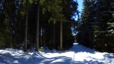 Çam ormanı çok güzel kış olduğunu