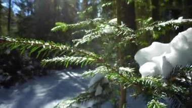 Çam ormanı çok güzel kış olduğunu