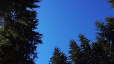 Çam ormanı çok güzel kış olduğunu