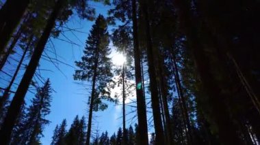 Çam ormanı çok güzel kış olduğunu