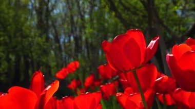 çiçek çiçek yatak Park