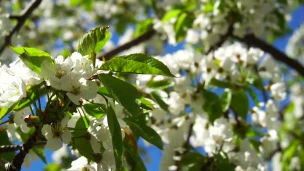 Kersenbloesems Tegen Blauwe Lucht — Stockvideo