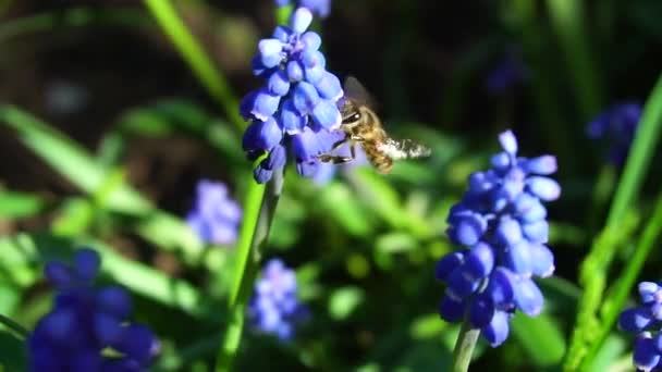 Bienen Sammeln Nektar Zeitlupe Video — Stockvideo