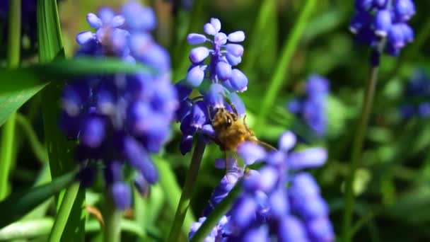 Pszczoły Zbierają Nektar Slow Motion Video — Wideo stockowe
