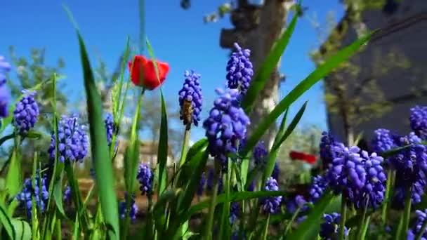 Pszczoły Zbierają Nektar Slow Motion Video — Wideo stockowe