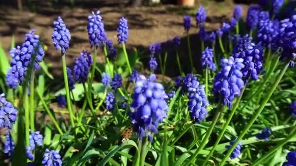 Abeilles Recueillir Nectar Ralenti Vidéo — Video