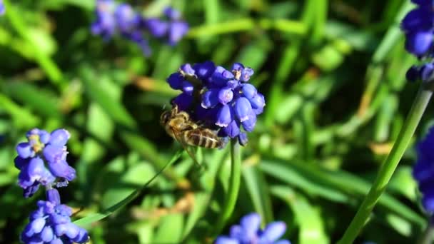 Pszczoły Zbierają Nektar Slow Motion Video — Wideo stockowe