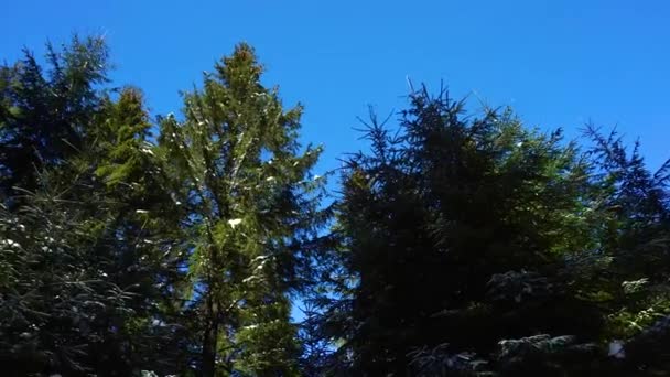 La forêt de pins est un très bel hiver 
