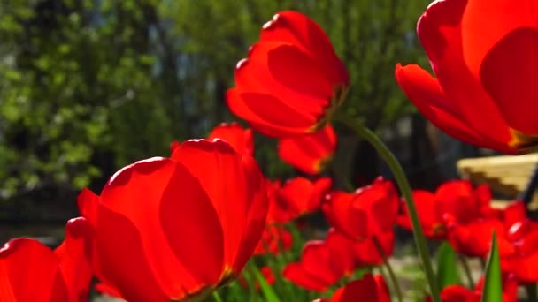 Fleurs Dans Parc Parterres — Video