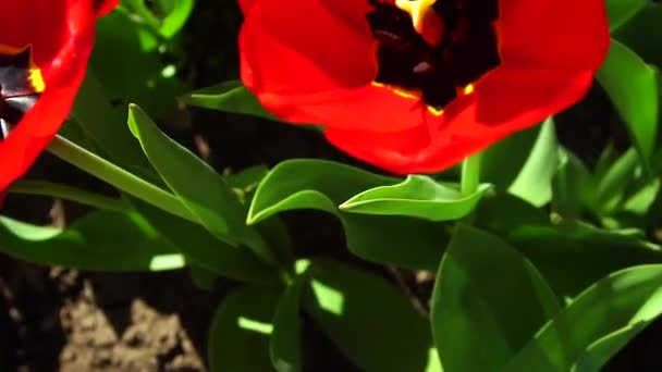 Fleurs Dans Parc Parterres — Video