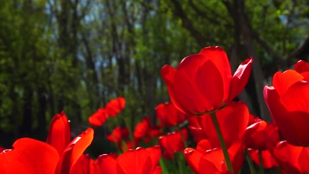 Flores Parque Canteiro Flores — Vídeo de Stock