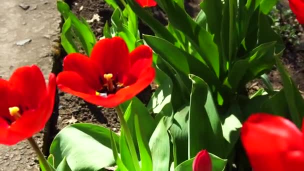 Çiçek Çiçek Yatak Park — Stok video