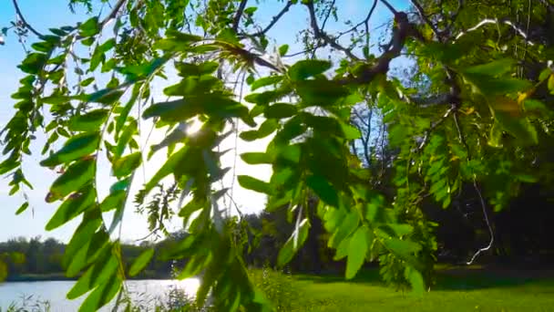 Körsbär Blommar Mot Den Blå Himlen — Stockvideo