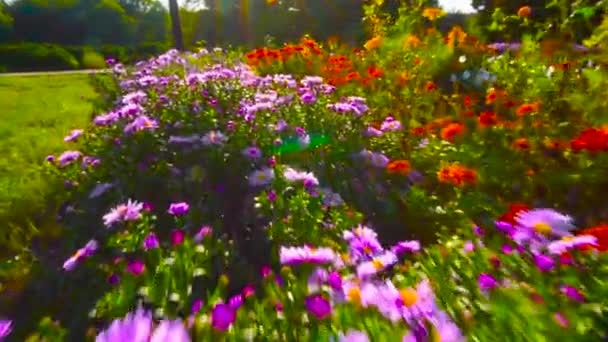 Flowers Flower Bed Park — Stock Video