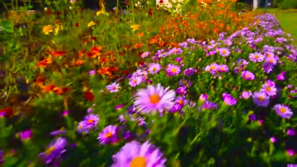 Fleurs Dans Parc Parterres — Video