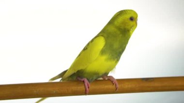 Beyaz arka plan üzerinde izole yeşil papağan