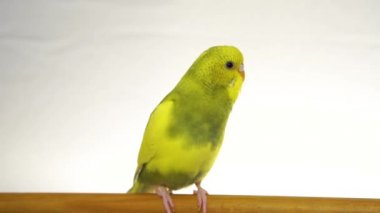 Beyaz arka plan üzerinde izole yeşil papağan