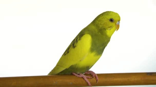 Papagaio Verde Isolado Fundo Branco — Vídeo de Stock