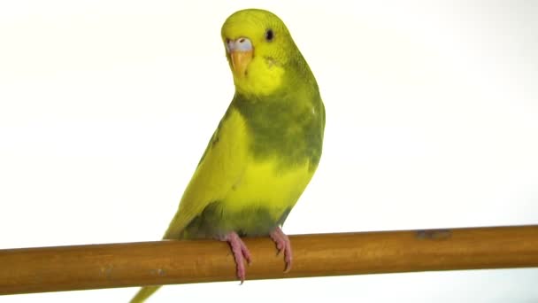 Zielona Papuga Białym Tle — Wideo stockowe