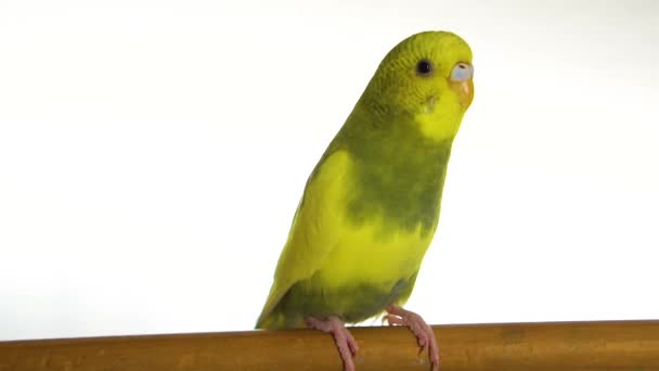 Grön Papegoja Isolerad Vit Bakgrund — Stockvideo