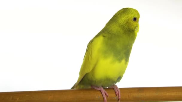 Πράσινο Παπαγάλος Που Απομονώνονται Λευκό Φόντο — Αρχείο Βίντεο