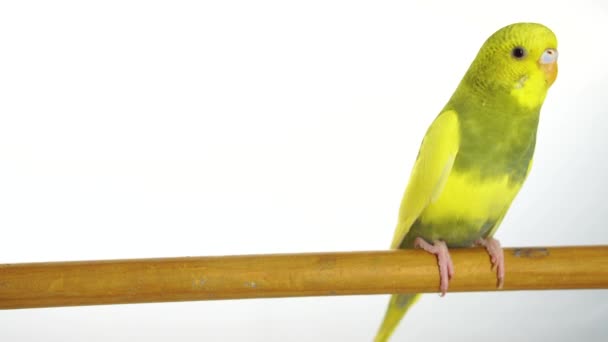 Beyaz Arka Plan Üzerinde Izole Yeşil Papağan — Stok video